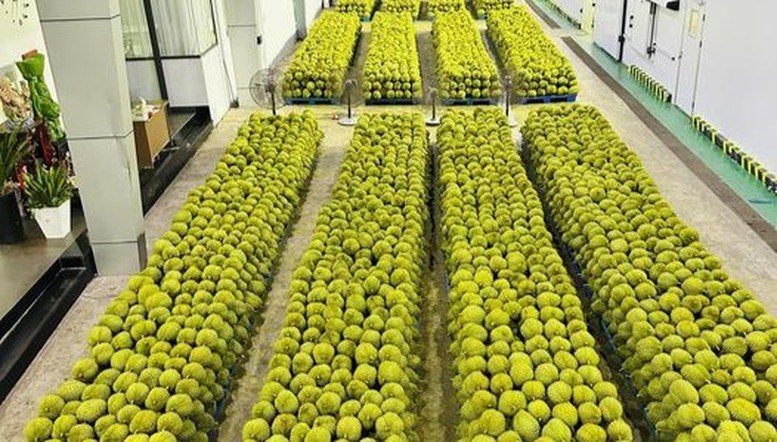 Chiến lược để thành công khi xuất khẩu sầu riêng sang Mỹ