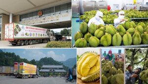 Hướng Dẫn Xuất Khẩu Sầu Riêng Sang Nhật