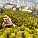 Vựa sầu riêng Hoàng Phát hỗ trợ thu mua tận nơi