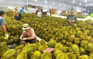 Vựa sầu riêng Hoàng Phát hỗ trợ thu mua tận nơi